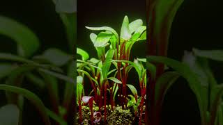 Time lapse growing plants microgreens nature flowers gardening gardeningflowers rose garden [upl. by Phaih625]