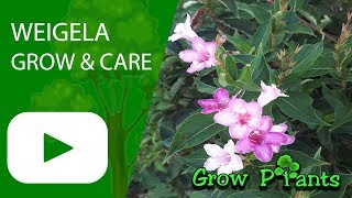 Weigela  grow and care Beautiful flowers [upl. by Oeniri94]