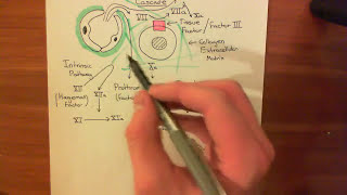 The Extrinsic Coagulation Cascade [upl. by Ceevah]