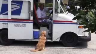 Golden Retriever Josie Gets the Mail [upl. by Howey]