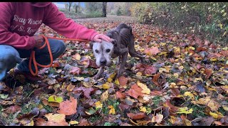 We carried him for a mile  Stray Rescue of StLouis [upl. by Jefferson658]