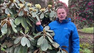 Rhododendron Week 2022 Plant Highlights at Kilmacurragh [upl. by Adekam492]