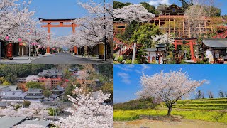 4K 日本三大稲荷「祐徳稲荷神社」の桜の絶景 Yutoku Inari Shrine one of the three largest inari in Japan [upl. by Swithbart]