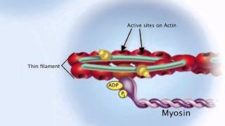 A2 Biology  Mechanism of sliding filament model OCR A Chapter 1310 [upl. by Thirion204]