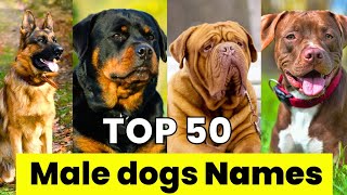 Male Dogs Names  Top 50 Male Dog Names  New and Unique Male Dog Names [upl. by Fitzger]