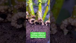 Hibiscus cuttings form a callus before adventitious root formation hibiscus howtogrowhibiscus [upl. by Trebleht]