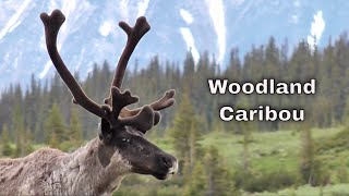 Woodland Caribou [upl. by Lrem913]