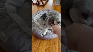 10 Pound Alarm System doglovers funny puppy [upl. by Notlef]