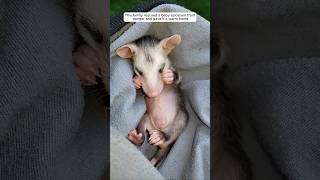 This family rescued a baby opossum from danger and gave it a warm home animalshorts [upl. by Belter]