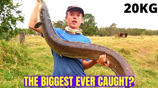 CATCHING A 130cm FRESH WATER EEL 20kg fish [upl. by Othella651]