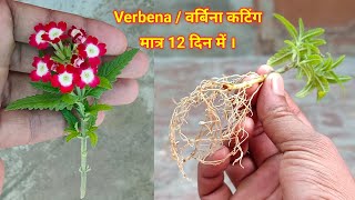 Verbena  वर्बीना कटिंग कैसे लगायें  वर्बीना कटिंग लगाने का तरीका  Verbena Plant Grow From Cutting [upl. by Teyut]