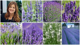 Top 7 Most Popular Varieties of Lavender  Lavender Basics 💜🌿💜  Garden Answer [upl. by Sneve]