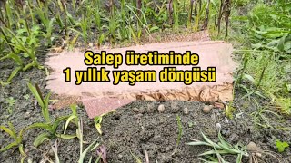 Salebin 1 yıllık yaşam döngüsü l Salep Yetiştiriciliği l Salep Tarımı [upl. by Anauqaj]