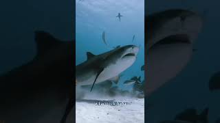 Whale fish 😱 facts shorts ytshorts [upl. by Leemaj]