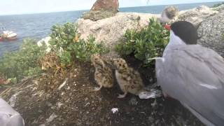 Common Tern feeding sprats to chicks Rockabill 2015 [upl. by Jb]