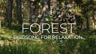 Birdsong for Relaxation  Unwind in a Summer Pine Forest Symphony Relaxing Sounds [upl. by Legge]