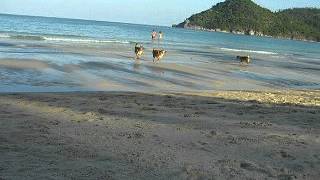 Dogs on Thong Nai Pan Noi Beach 2007 [upl. by Gnort]