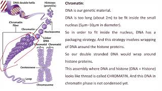 Chromatin Chromosome Chromatid Centromere Hindi [upl. by Tadich655]