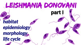 Leishmania donovaniHabitat Epidemiology Morphology Life Cycle  Kala azar  AM Biologie Notes [upl. by Aillij]