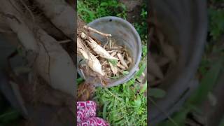 arrowroot roots heathyeating plants available [upl. by Idnak]