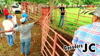 Embarque de Toros Ganadera JC Rumbo a Monagrillo 2017 [upl. by Donielle]