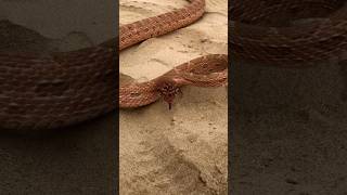 Dangerous Snake kingsnake youtubevideo shortvideo Shorts [upl. by Riplex]