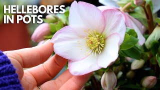 Growing Hellebores In Pots For The First Time Complete Care Guide  Balconia Garden [upl. by Nahshu87]