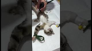 how to spaying cat [upl. by Analah]