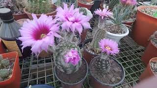 El Jardín de Agroverdad emisión del 25 de octubre cactus que florecen en esta época [upl. by Etteuqaj]