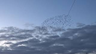 Leamington Spa Starling murmuration Winter 2022 roosting birds displaying over the town [upl. by Alhak183]