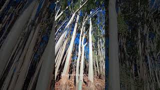 Gumtree grove in Adelaide Hills [upl. by Giulio100]