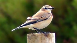 Wheatear at Pendeen  Wildlife in Cornwall  Traquet Motteaux [upl. by Jempty330]