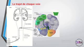 Physiologie de la somesthésie 1ère partie [upl. by Ehc840]