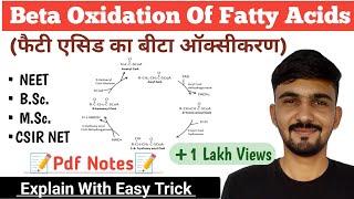 Beta Oxidation Of Fatty Acid In Hindi  Biochemistry  Fatty Acid Oxidation  By Dadhich Sir [upl. by Lytton]