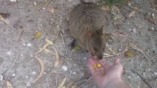 When Quokkas Attack [upl. by Cela]