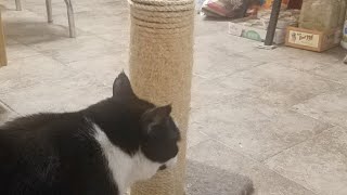 Erica Refurbishing Sisal Cat Scratching Post no glue or staples [upl. by Yddur]