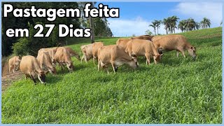 Como é feito plantio da pastagem a entrada das vacas em 27 dias num único vídeo [upl. by Katey]