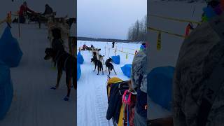 Iditarod  Alaska 2024 shorts [upl. by Codd]