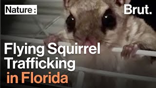 The Flying Squirrel Trafficking Ring in Florida [upl. by Mail]