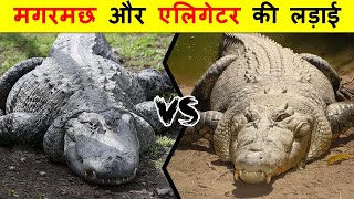 ALLIGATOR VS CROCODILE में क्या अंतर है  ALLIGATOR VS CROCODILE में कौन जीतेगा [upl. by Nnyleuqaj206]