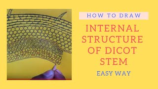 How to draw internal structure of Dicot stem in details  Anatomy  Easy way [upl. by Ximenez]