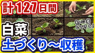 【完全保存版】白菜の育て方【土づくり〜収穫の127日間】 [upl. by Ardnasirhc]