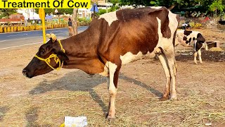 Cow Video  Calcium Injection  Vitamin D3 amp Vitamin B12 Injection  Treatment Of Cow [upl. by Pump402]