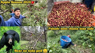 APPLE SEASON 2024 🍎 MANALI  HIMACHAL PRADESH  APPLE ORCHARD  APPLE PULKING  GRADING [upl. by Sotsirhc]