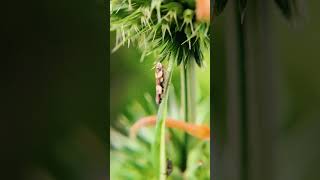 butterfly insectos nature insectosybichos insects wildlife especies insectosgigantes [upl. by Nylirret872]