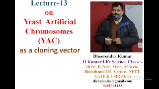 Yeast Artificial Chromosomes YAC cloning vector in genetic engineering by Dheerendra kumar [upl. by Jules53]