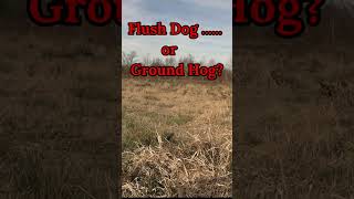 Flush Dog or Ground Hog [upl. by Atiran]