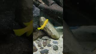 黃天堂鳥Neolamprologus leleupi lemon cichlidˉafricancichlids [upl. by Funda964]