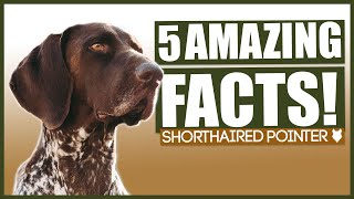 GERMAN SHORTHAIRED POINTER FACTS 5 Incredible Facts About The Amazing GSP Puppy [upl. by Peppel]