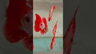 Imported premium discus fish discusfish bangalore hobby shorts ytshorts [upl. by Narib]